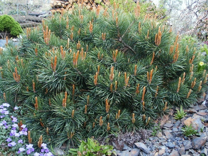 Pinus sylvestris Albyn´s