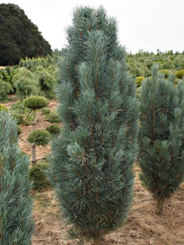 Pinus sylvestris Fastigiata