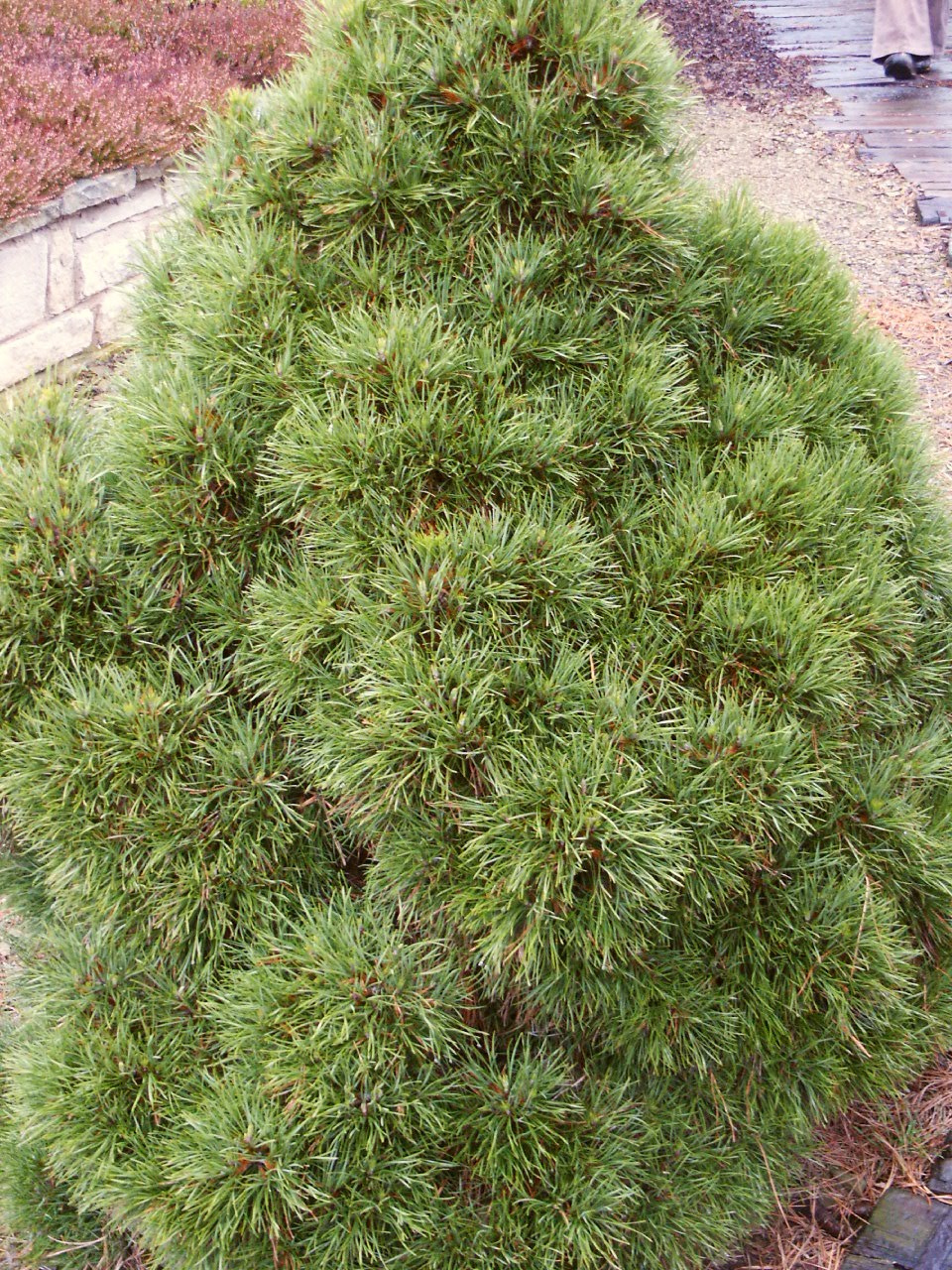 Pinus sylvestris Globosa Viridis
