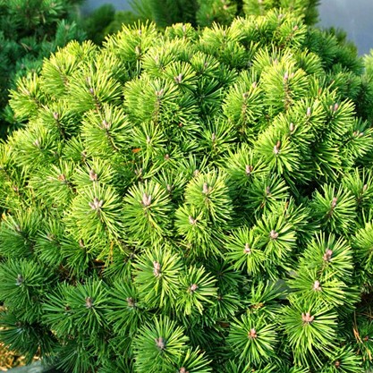 Pinus uncinata Litomyšl