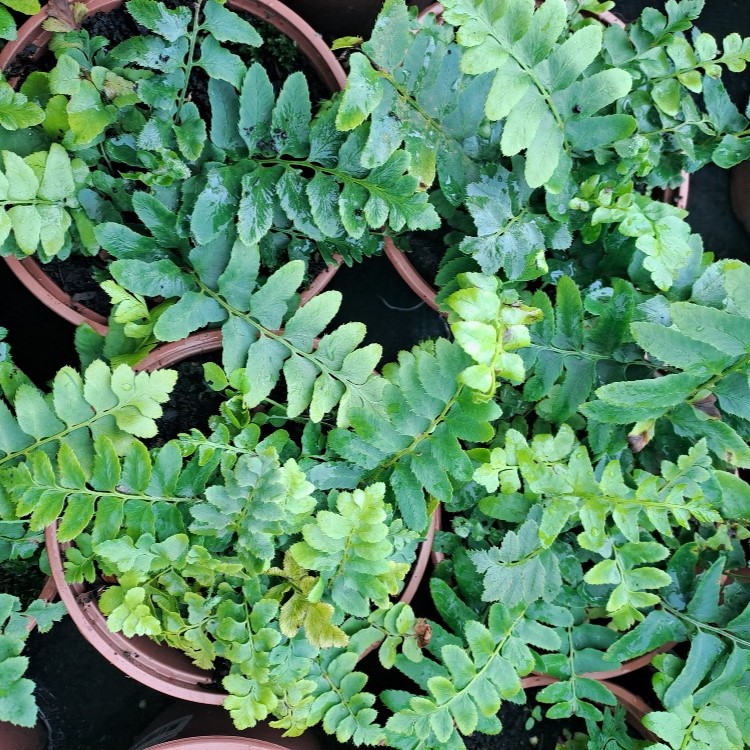 Polystichum acrostichoides