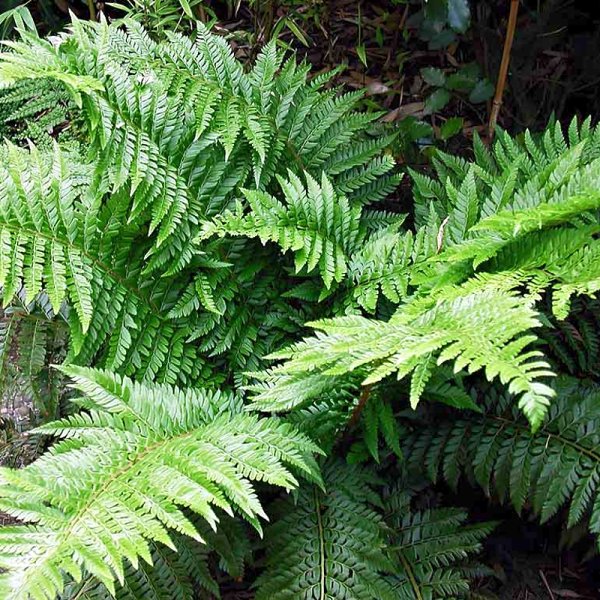 Polystichum aculeatum
