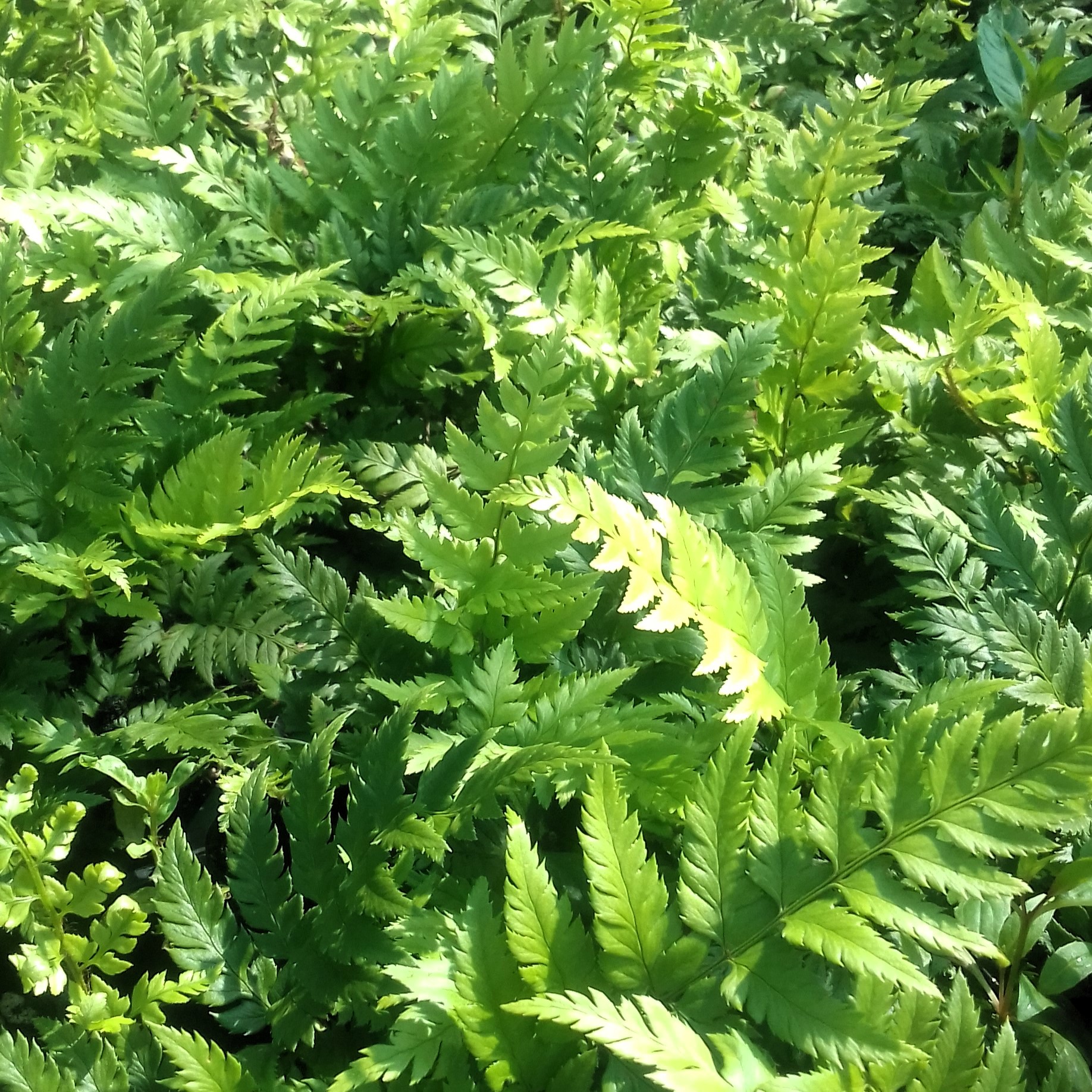 Polystichum rigens