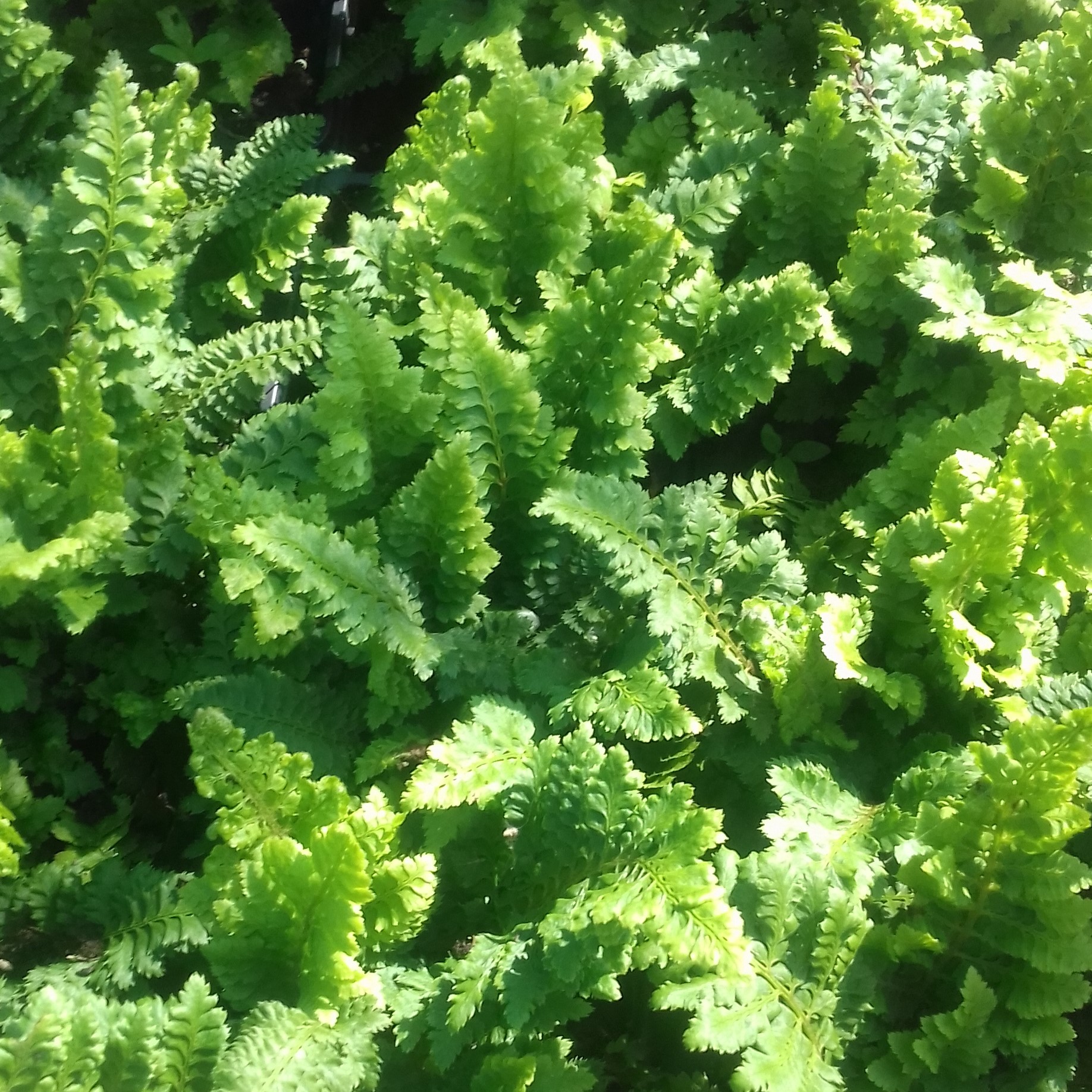 Polystichum setiferum Congestum