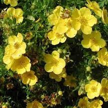 Potentilla fruticosa Goldstar