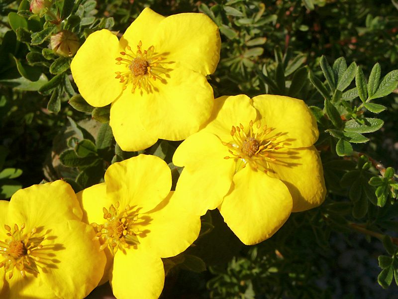 Potentilla fruticosa Goldteppich