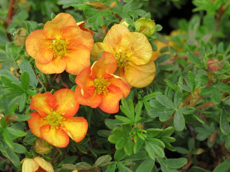 Potentilla fruticosa Oleška