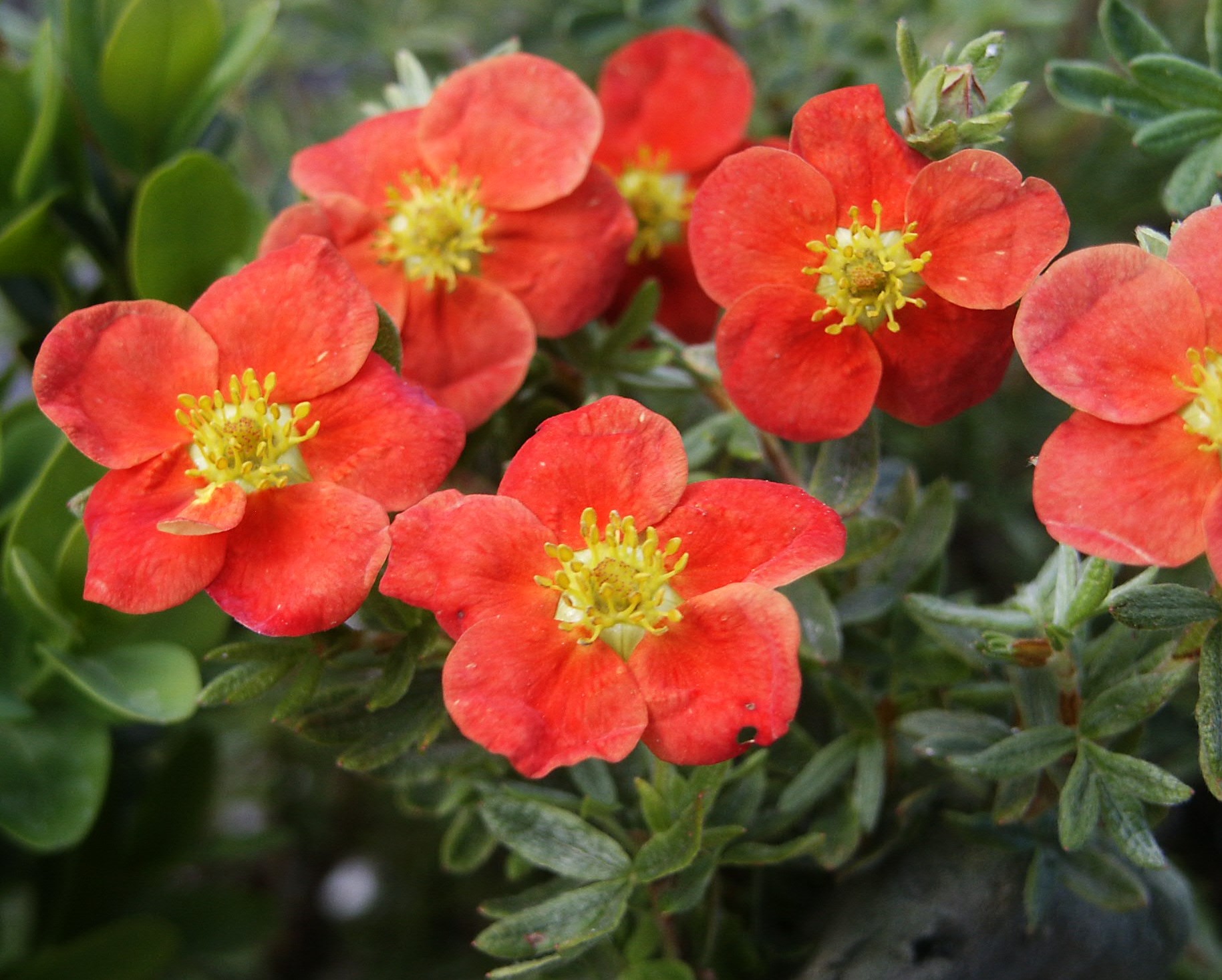 Potentilla fruticosa Red Robin