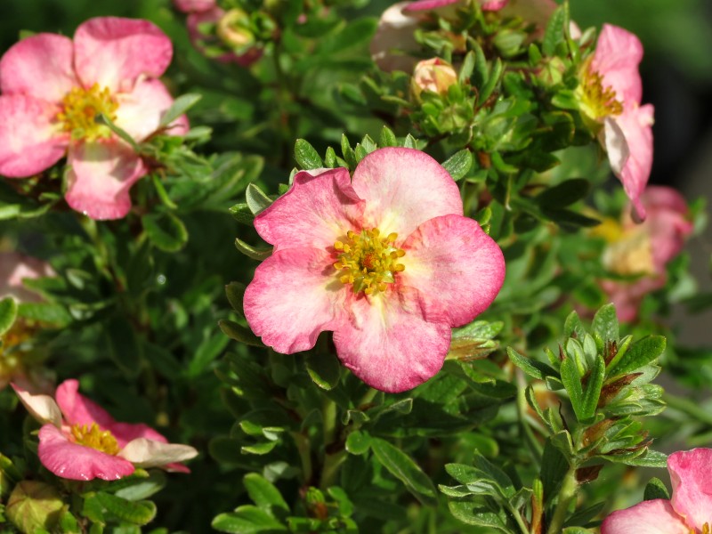 Potentilla fruticosa Rokytka