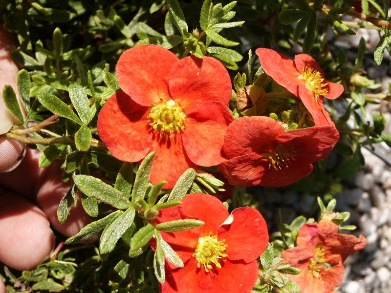 Potentilla fruticosa Super Red