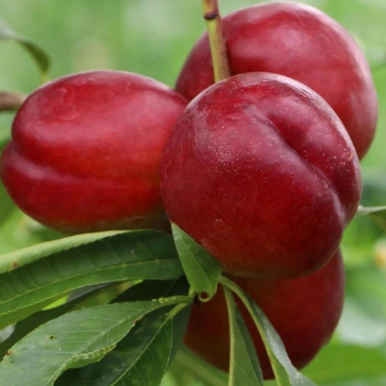 Prunus persica Crimson Gold