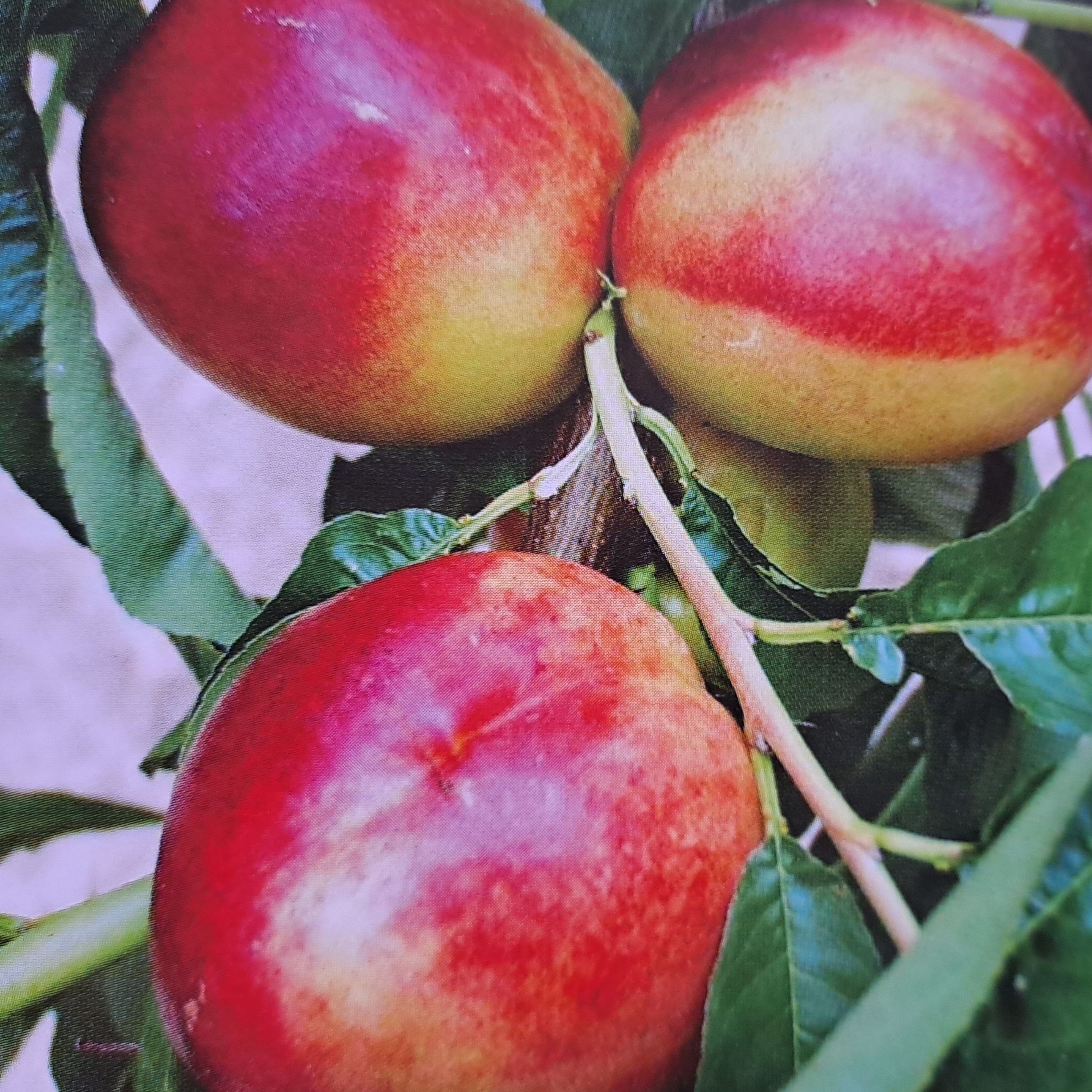 Prunus persica Flavortop