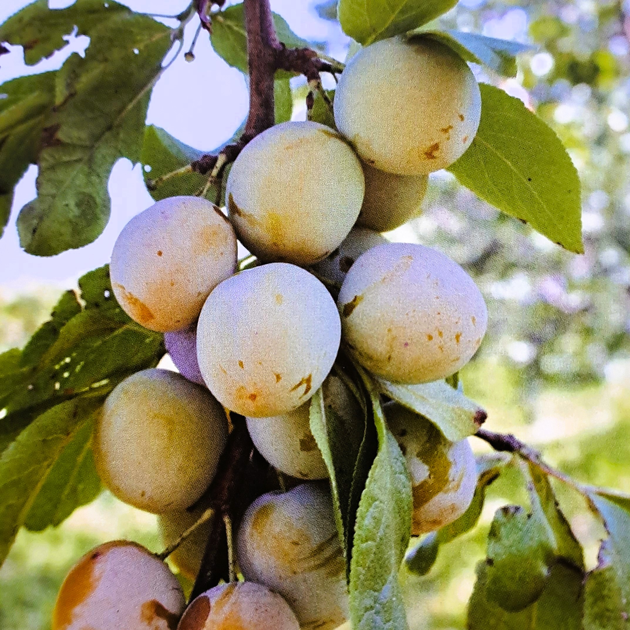 Prunus domestica Oulinská