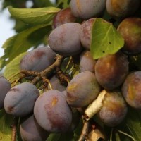 Prunus domestica Těchobuzická