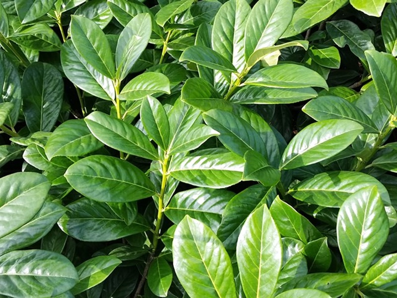 Prunus laurocerasus Novita