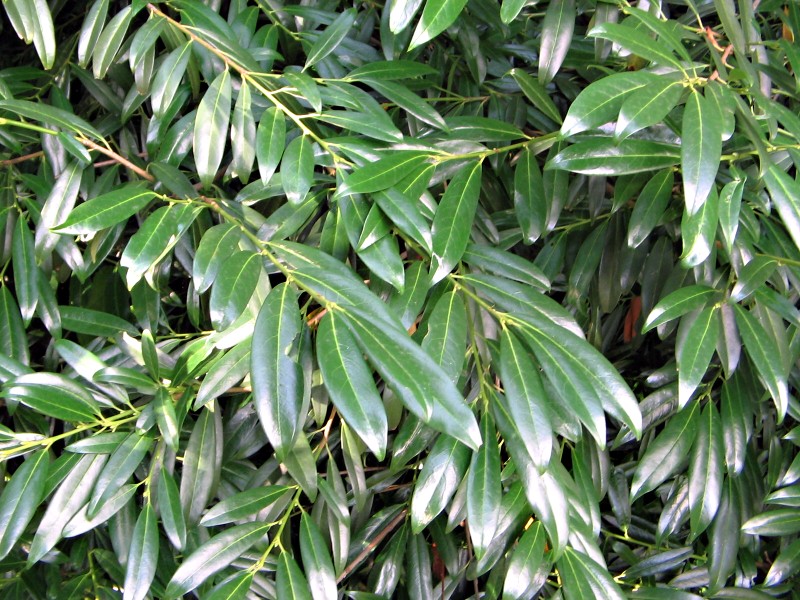 Prunus laurocerasus Zabeliana