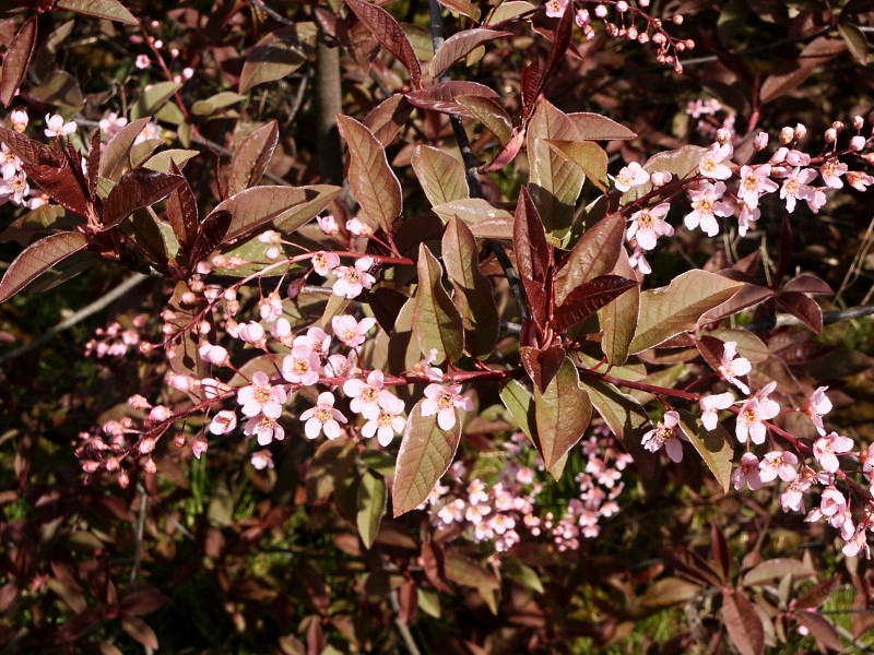Prunus padus Colorata