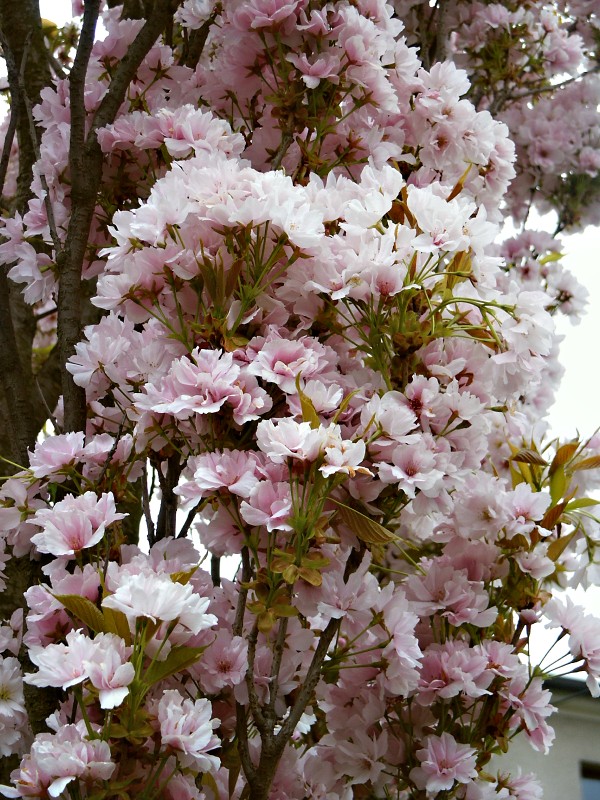Prunus serrulata Amanogawa