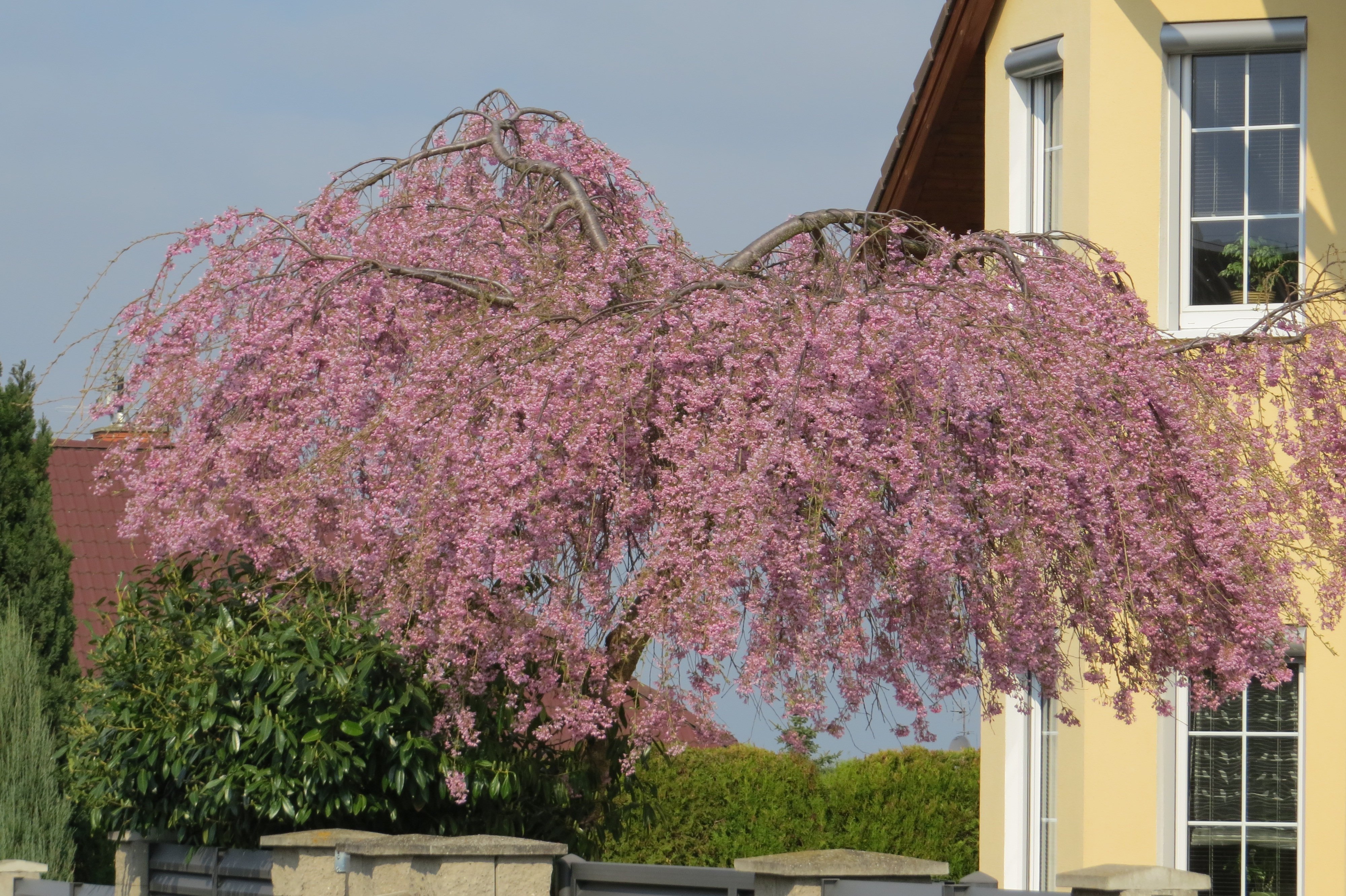 Prunus subhirtella Pendula Rubra