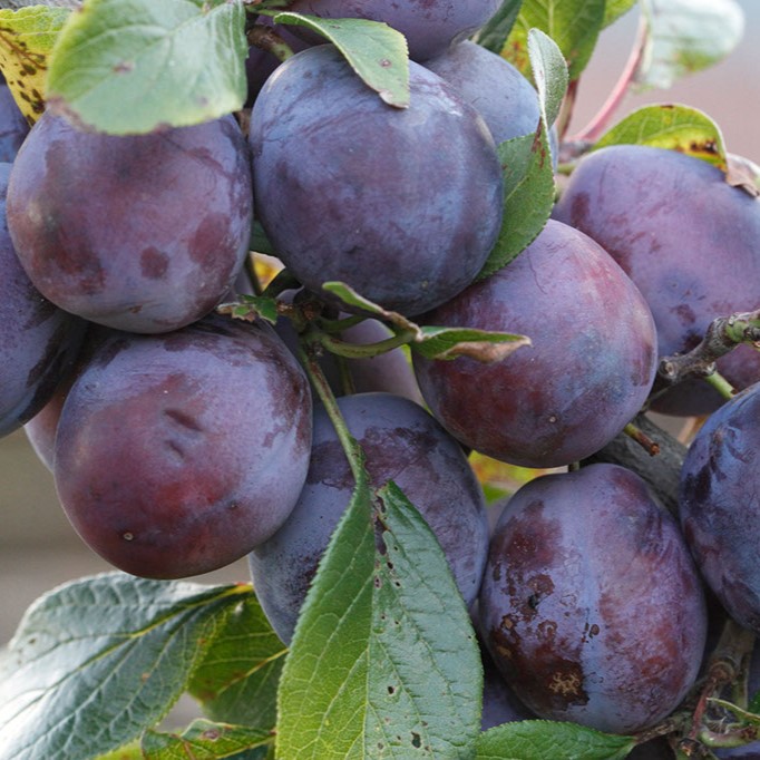Prunus domestica Toptaste