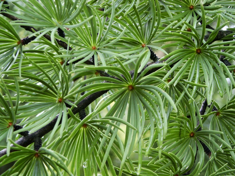 Pseudolarix amabilis (P. kaempferii)