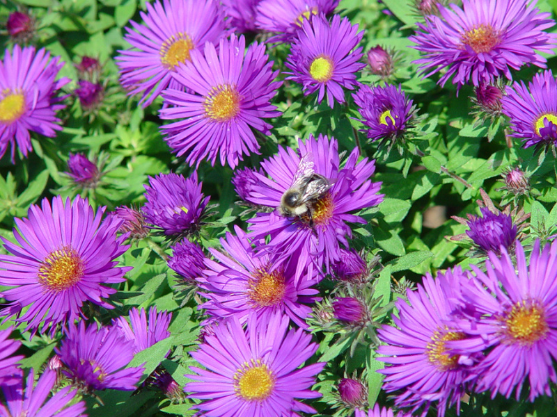 Aster novae-anglie Purple Dome