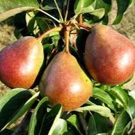 Pyrus communis Decora