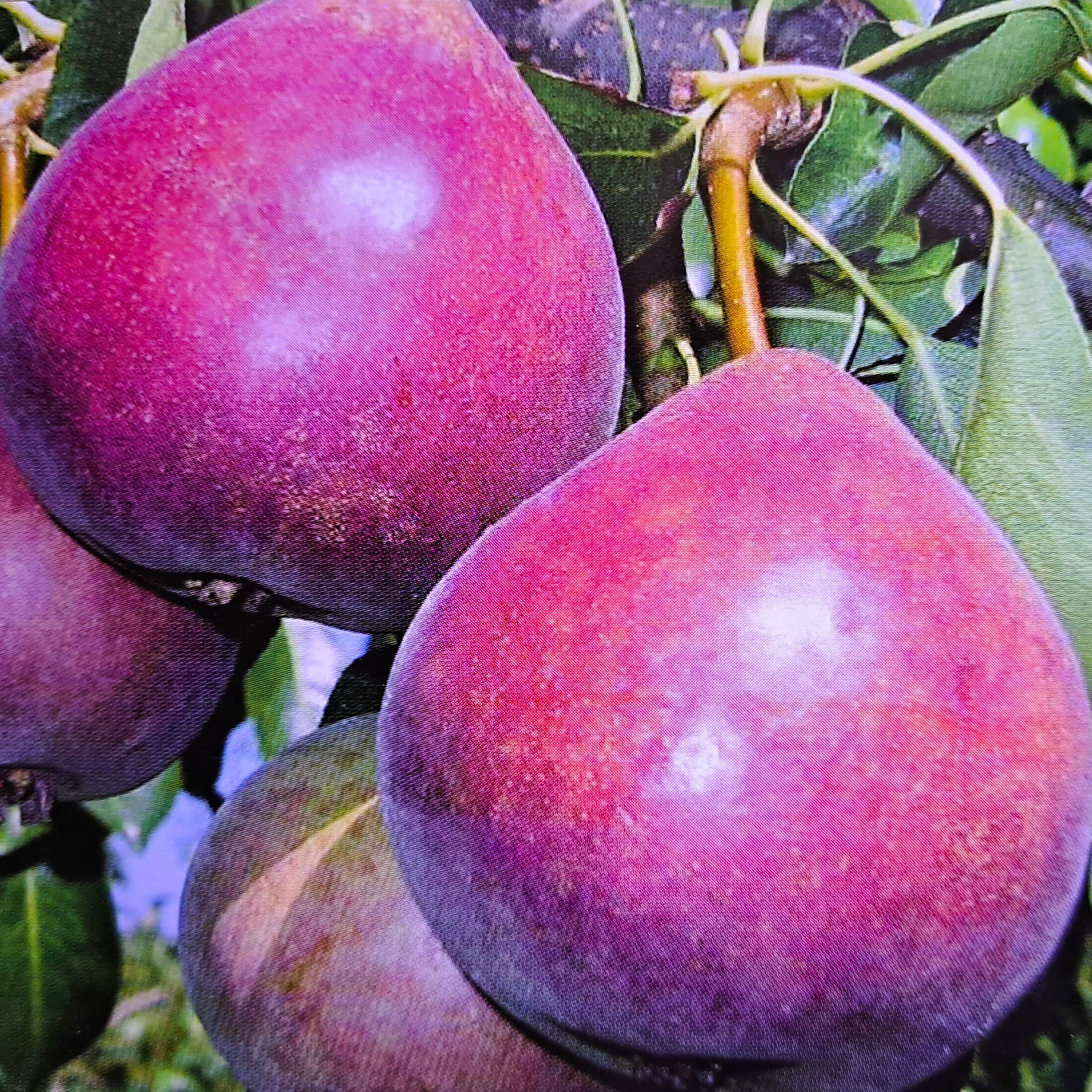 Pyrus communis Radana