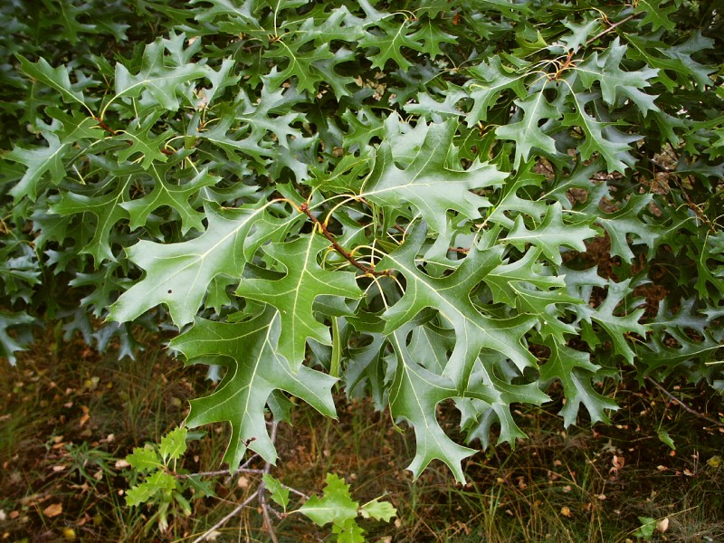 Quercus palustris