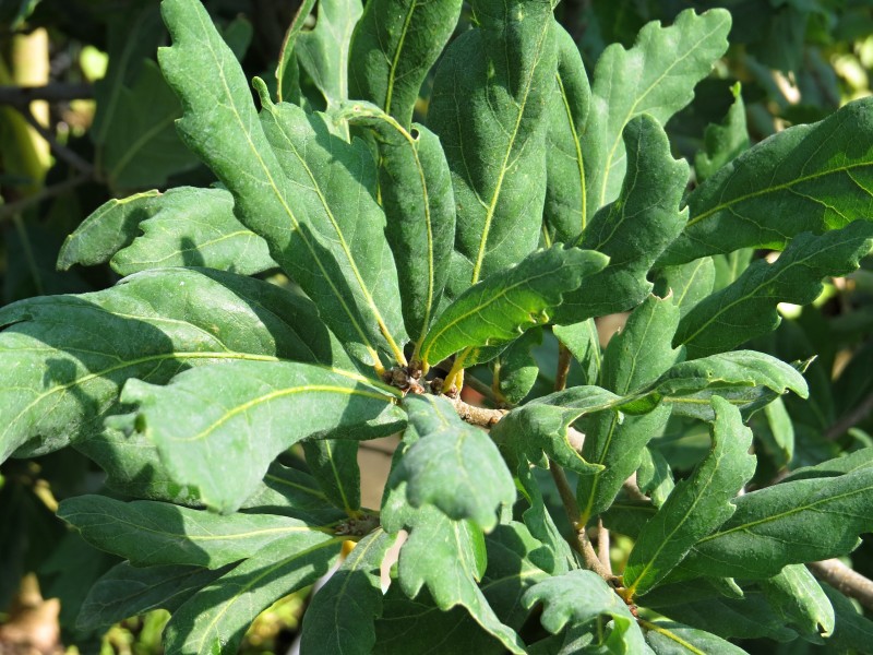 Quercus turneri var. pseudoturneri