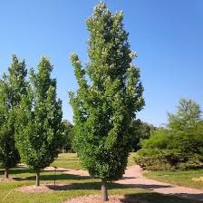 Quercus x warei Regal Prince