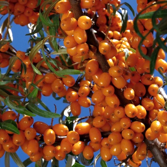Hippophae rhamnoides Sluníčko