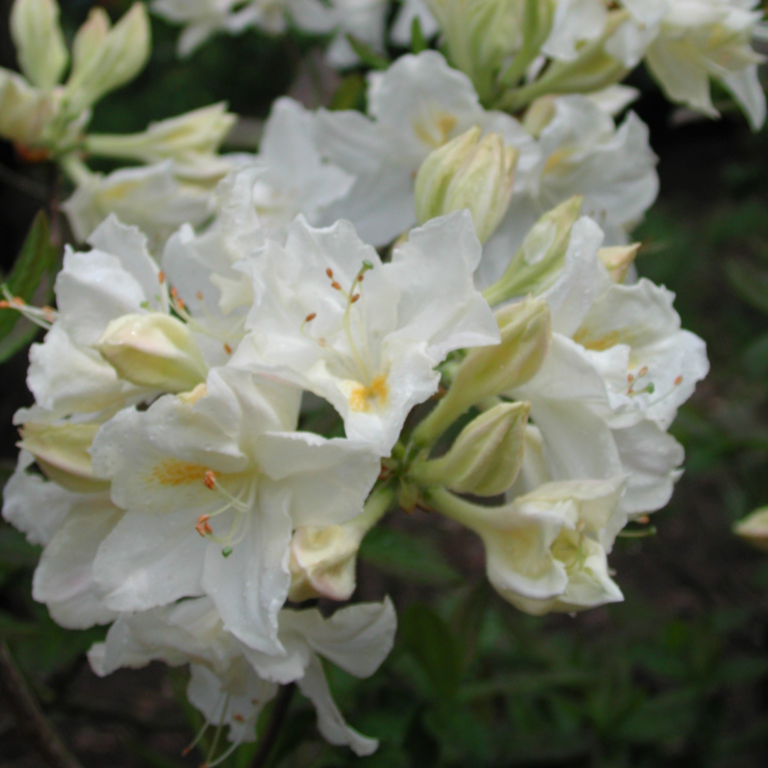 Rhododendron Knap Hill Oxydol