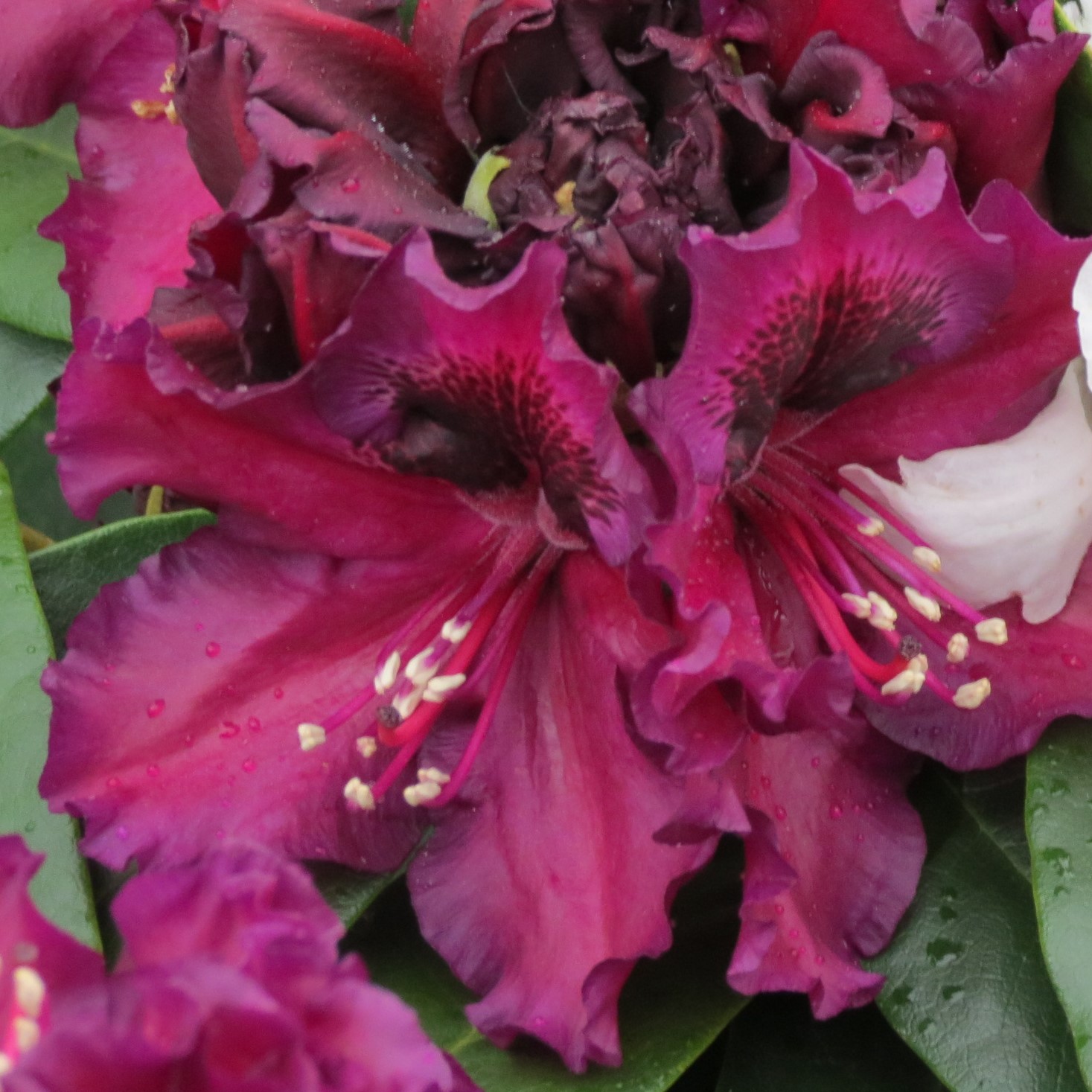 Rhododendron hybridum Dramatic Dark