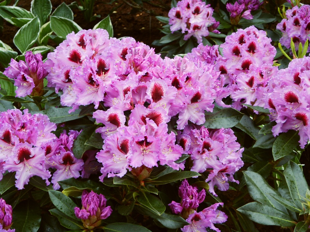 Rhododendron hybridum Kabarett