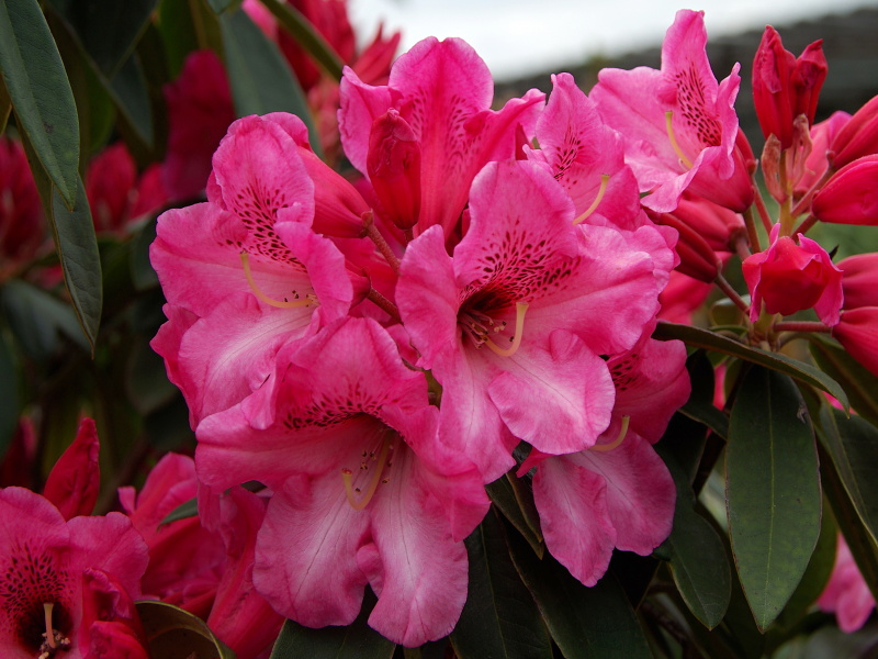 Rhododendron hybridum Rote Francis