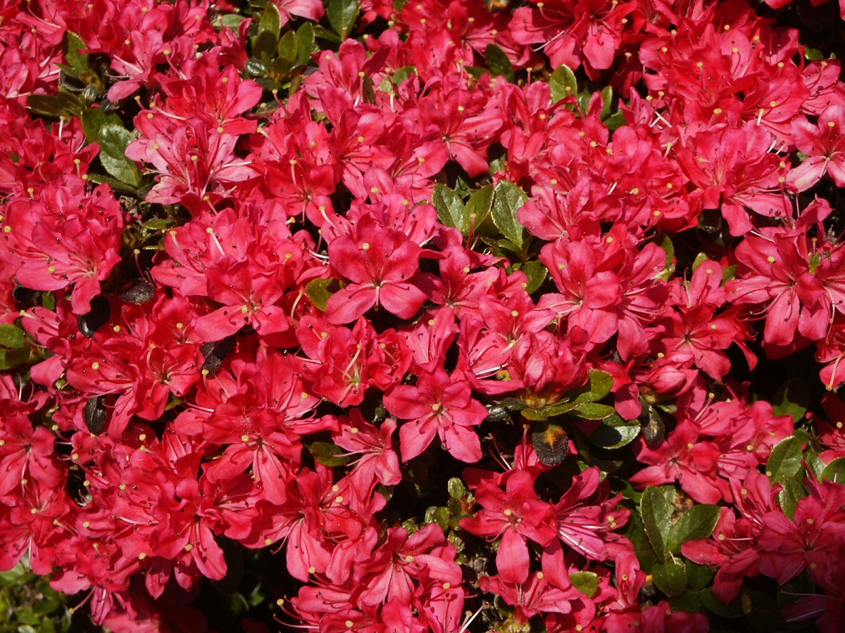 Rhododendron obtusum Diamant Rot