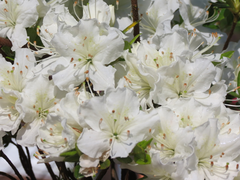 Rhododendron obtusum Lednice