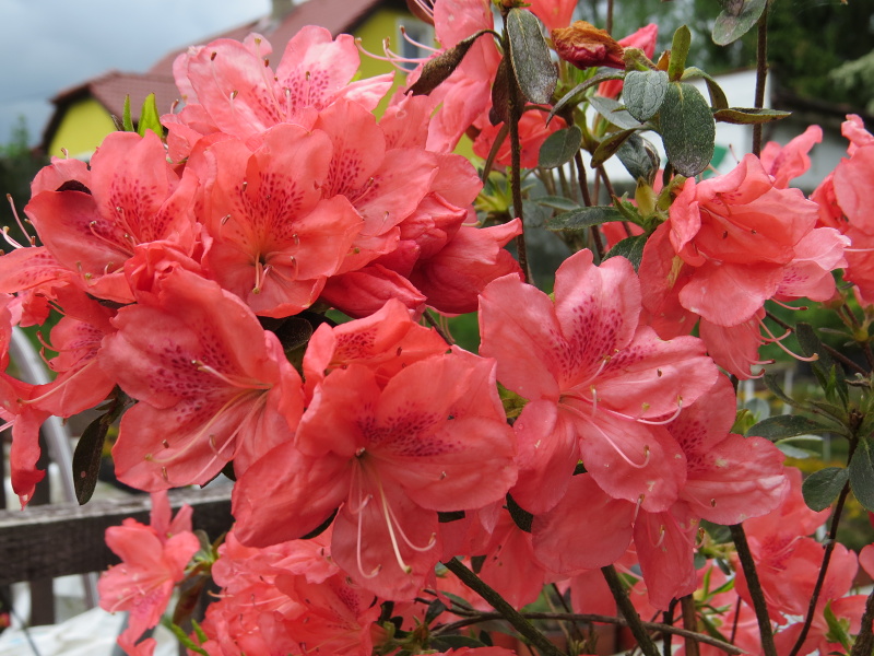 Rhododendron obtusum Velká Morava