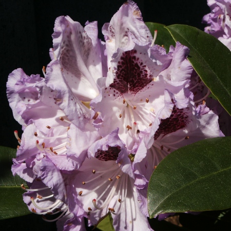 Rhododendron hybridum Blue Peter