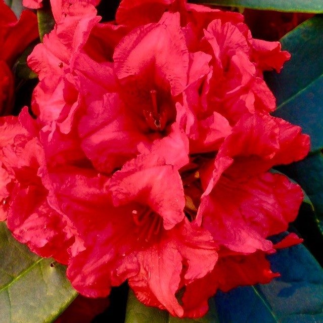 Rhododendron yakushimanum Dopey