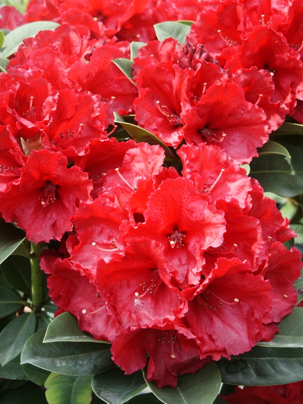 Rhododendron hybridum Red Jack