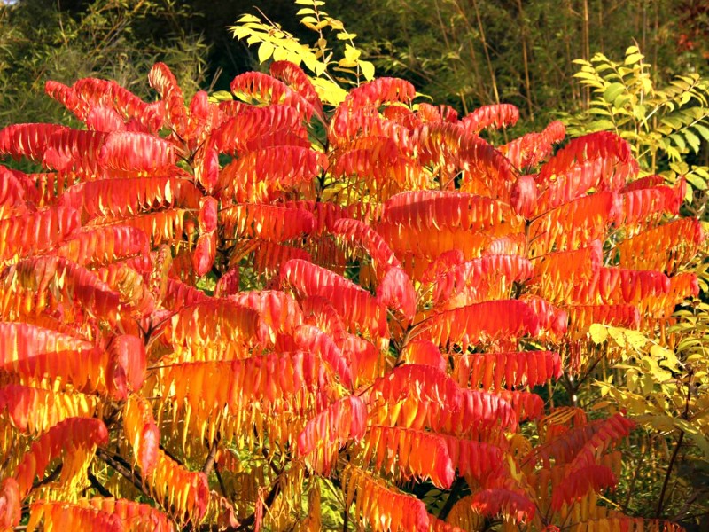 Rhus typhina