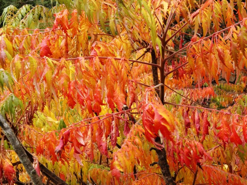 Rhus typhina Dissecta