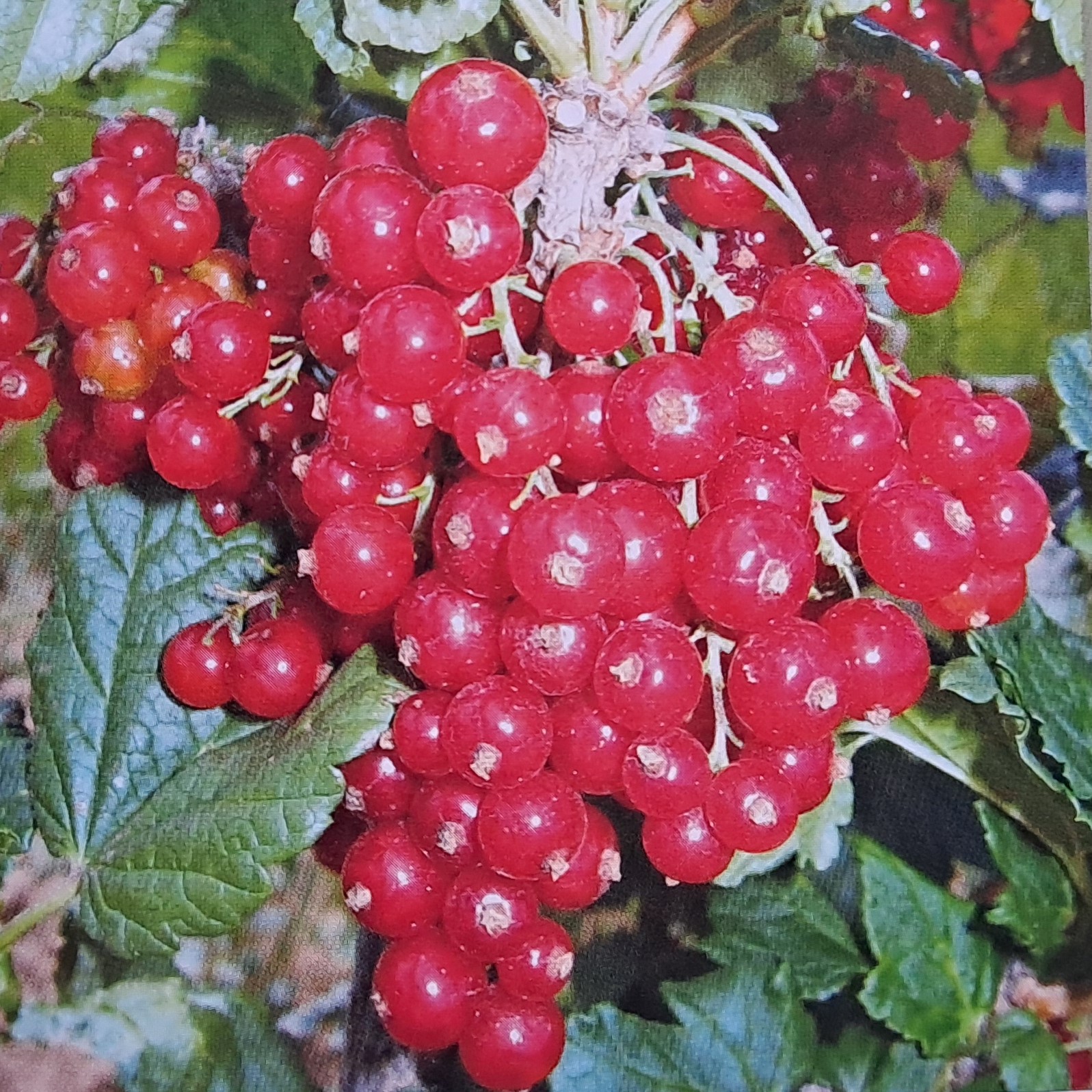 Ribes rubrum Rubigo