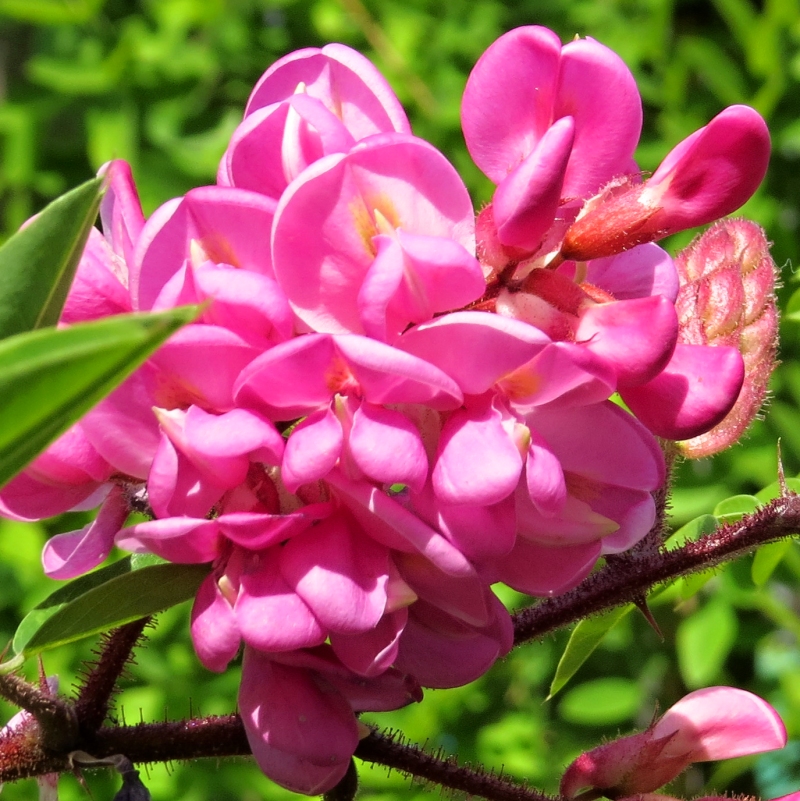 Robinia x margaretta Georgia da Torino