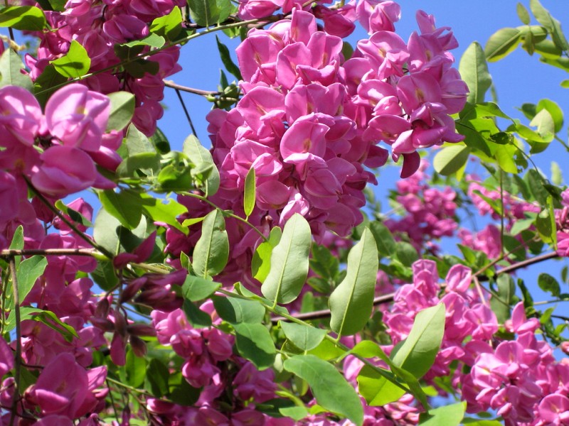 Robinia x margaretta Pink Cascade (syn. Casque Rouge)