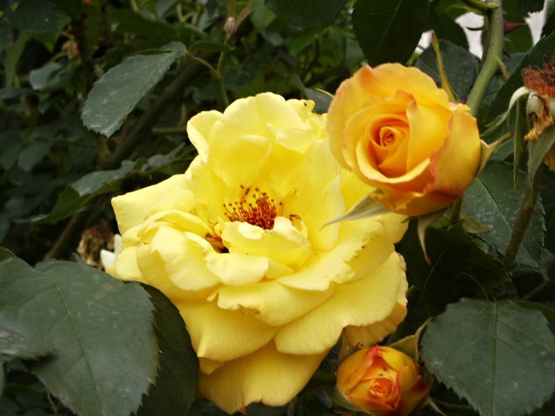 Rosa hybr. (PN)  Goldstern