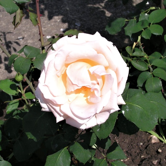 Rosa hybr. (PN)  Grand Mogul