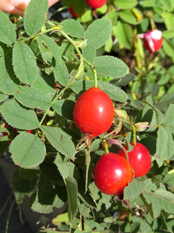Rosa villosa Karpatia